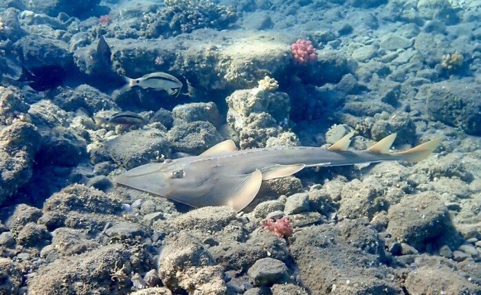 Egypt 15 Day Vacation With Nile Cruise From USA