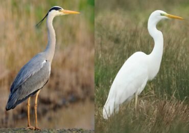 Wildlife Along the Nile's Banks