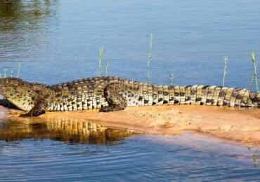 Wildlife Along the Nile's Banks