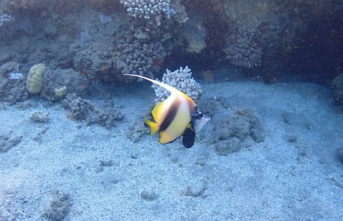 6 Day Cairo & Hurghada Family Adventure