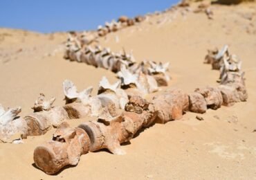 Exploring the Wonders of Wadi El-Hitan