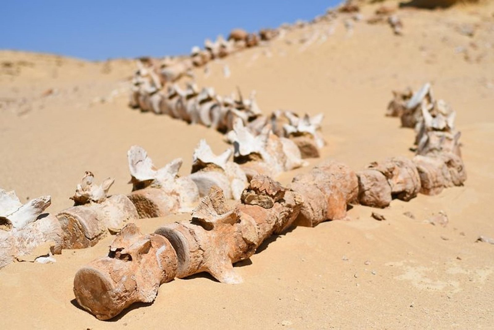 Exploring the Wonders of Wadi El-Hitan