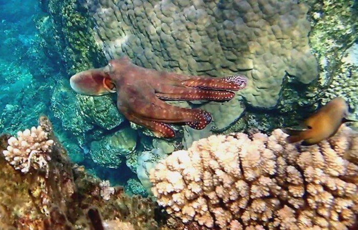 Hurghada vs. Sharm El-Sheikh Which Red Sea Resort Is Right for You