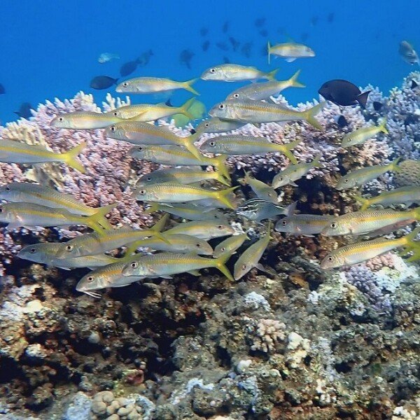 Marsa Alam Day Tours