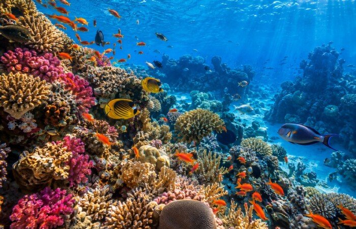 Coral reef and tropical fish in the Red Sea, Egypt